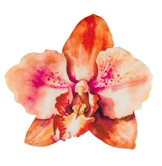 Mulberry Muse