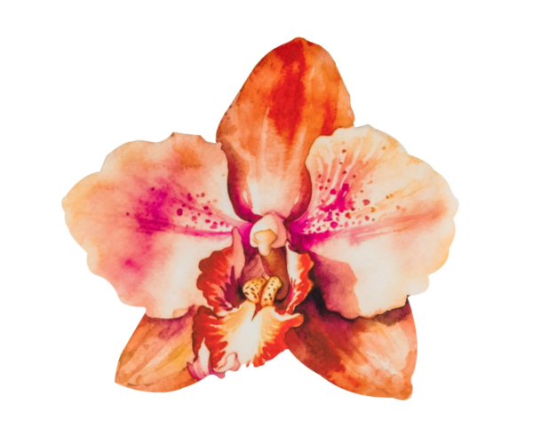 Mulberry Muse