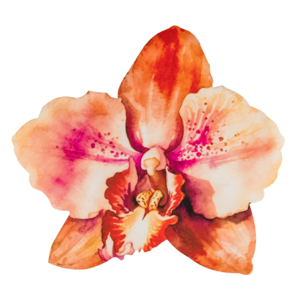 Mulberry Muse